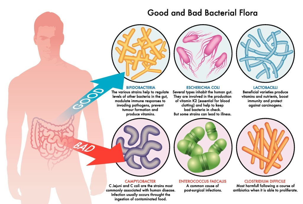 good bacteria, bad bacteria and probiotics