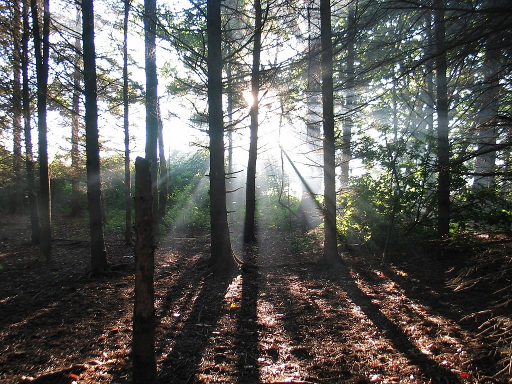 the woods at darlington provincial park near Toronto Ontario