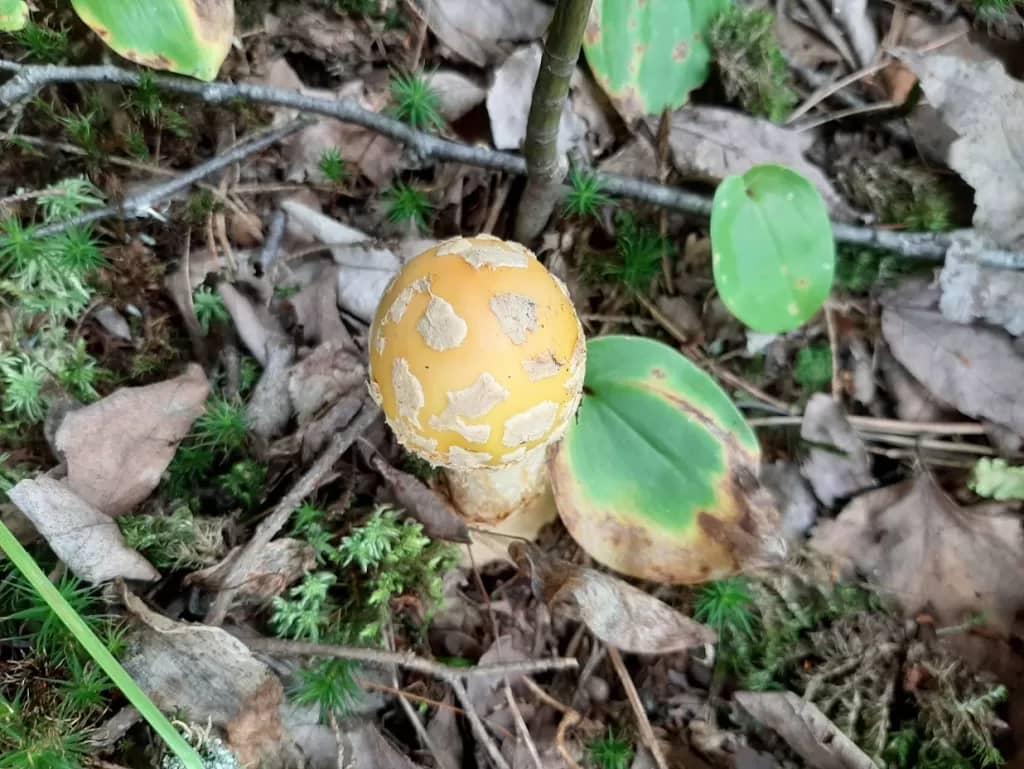 picture of a mushroom in Killarney Provincial Park