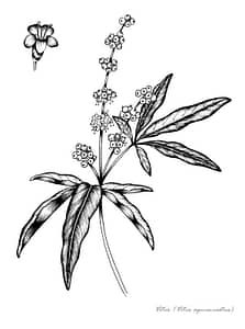 picture of the fertility herbs Vitex that is commonly used for natural herbal fertility treatment