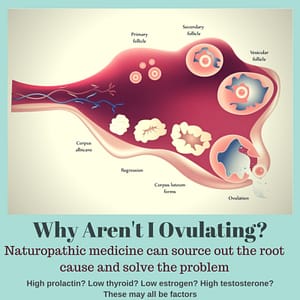 picture for lack of ovulation, anovulation, anovulatory cycles, not ovulating