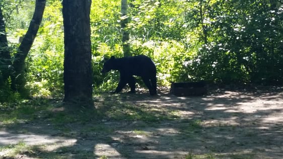 picture of a young black bear in a campsite at Grundy Lake Provincial Park