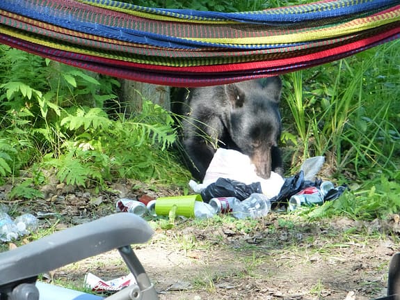 picture of a young black bear eating garbage that someone left in their campsite at Grundy Lake Provincial Park
