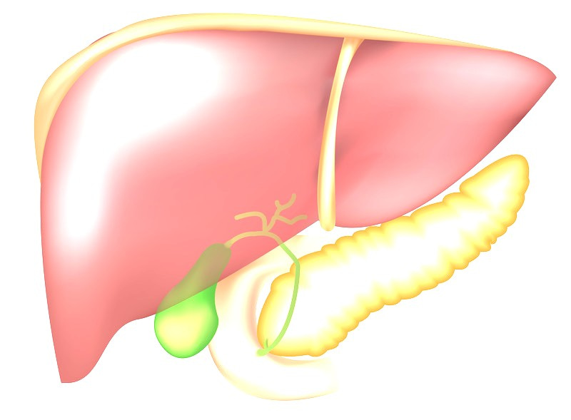 picture of a healthy liver without fatty liver disease