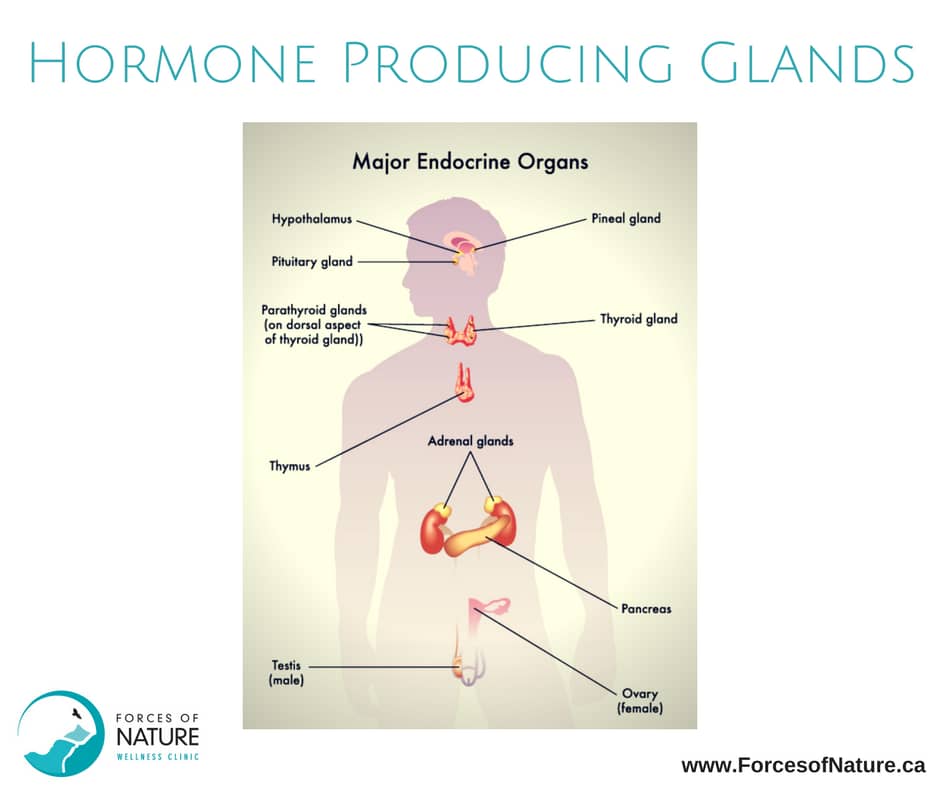 picture of glands that produce hormones